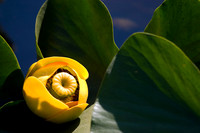 "Water Lily"