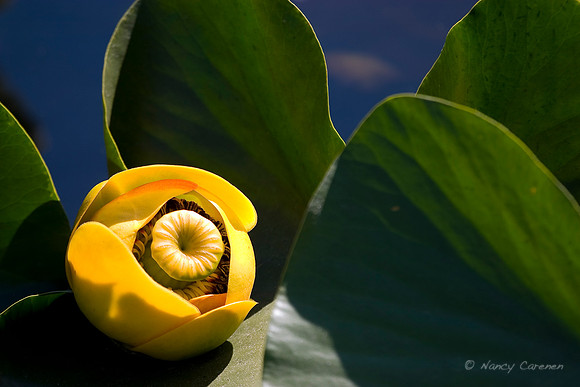 "Water Lily"