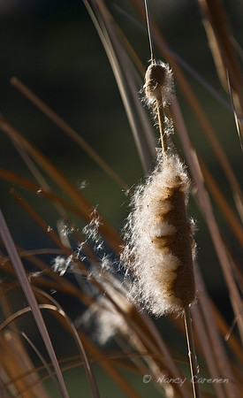 "Cat Tail"