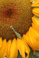 "Praying Mantis on Sunflower"
