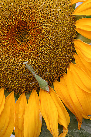 "Praying Mantis on Sunflower"