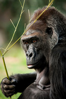 Female Gorilla