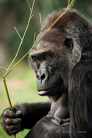 Female Gorilla