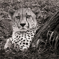 Cheetah