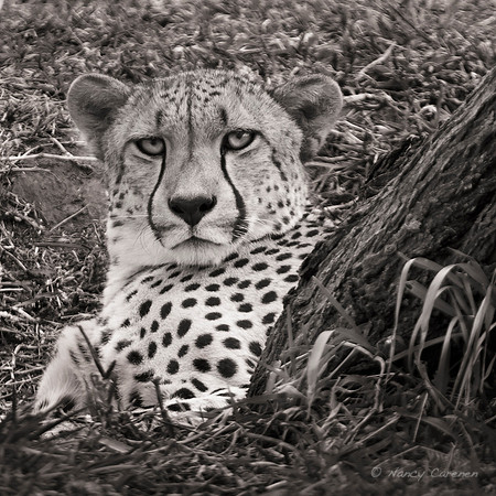 Cheetah