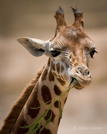 Giraffe