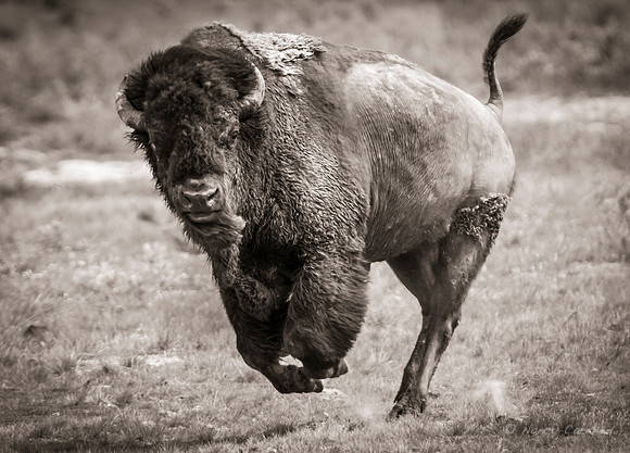 Bison Leaping