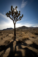 "Joshua Tree"