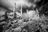 "Infrared Saguaros"