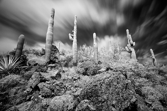 "Infrared Saguaros"