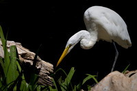 "Egret"
