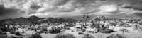 Joshua Tree