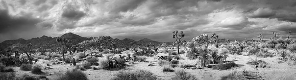 Joshua Tree