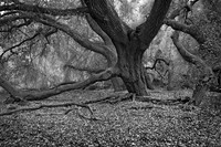 California Oak