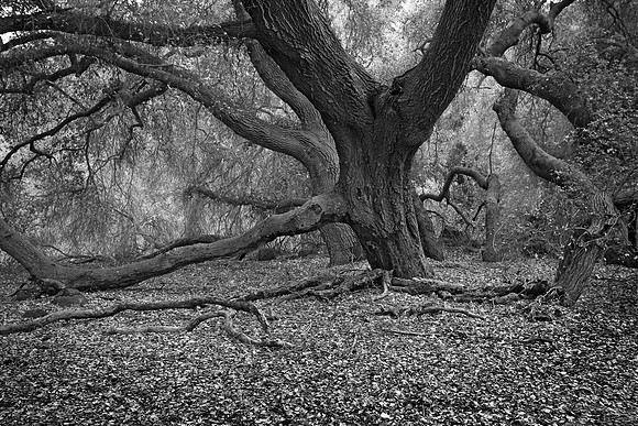 California Oak