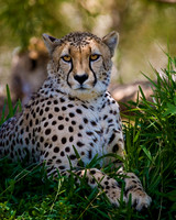 Cheetah