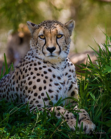 Cheetah
