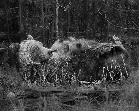 Grizzly Sow & Cubs