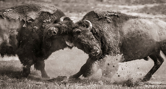 Bison Sparring