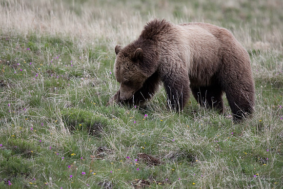 Grizzly Bear