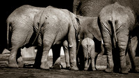 Elephant Herd
