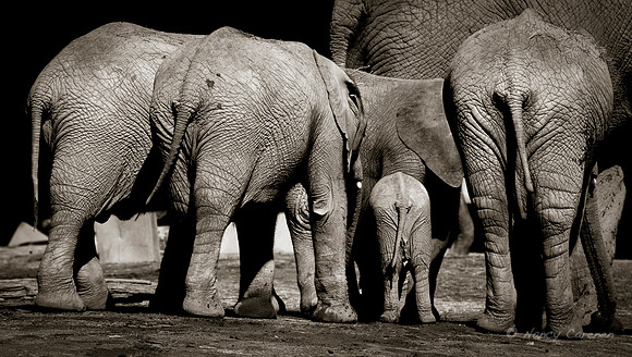 Elephant Herd