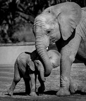 Young Elephants