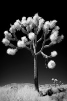 Joshua Tree - Infrared