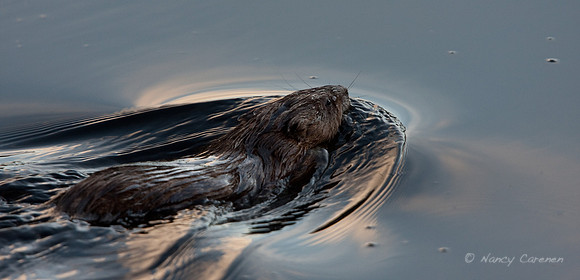 Hayden Valley Beaver