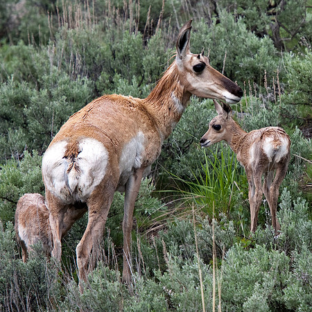 Pronghorn Mother with Young