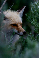 Red Fox