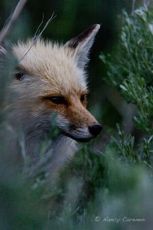 Red Fox