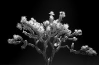 Joshua Tree - Infrared