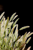 Wild Grasses