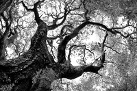 California Oak