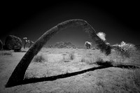 Joshua Tree