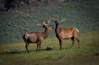 Elk on alert