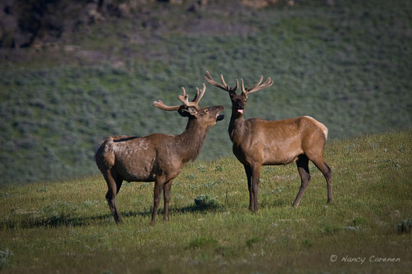 Elk on alert