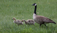 Canadian Geese