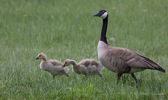 Canadian Geese