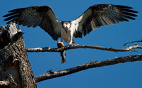 Osprey