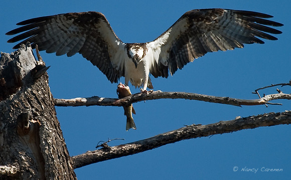 Osprey