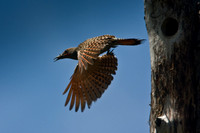 Flicker