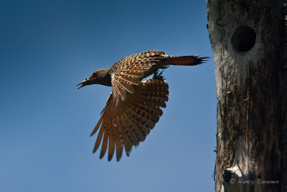 Flicker