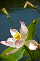 "Lotus Flower"