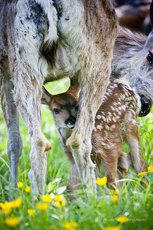 Mule Deer Fawn