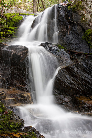 "Big Fern Springs"