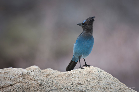 Blue Jay