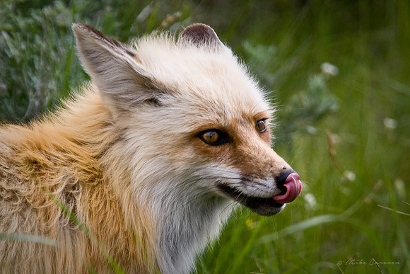 Red Fox