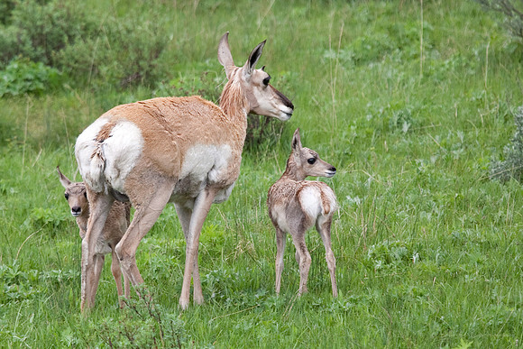 Pronghorn Mother with Young